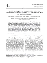 Identification and Properties of the Deinococcus Grandis and Deinococcus Proteolyticus Single-Stranded DNA Binding Proteins (SSB)