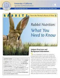 Rabbit Nutrition: What You Need to Know