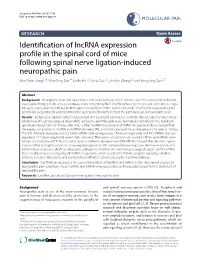 Identification of Lncrna Expression Profile in the Spinal Cord of Mice