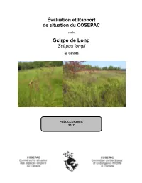 Scirpe De Long Scirpus Longii