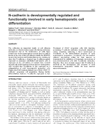N-Cadherin in Human Bone Marrow 1569 Antigens Were Washed Several Times and Dissolved by Boiling in SDS- Cadherin in Methylcellulose-Containing Cultures