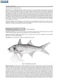 Polydactylus Opercularis (Gill, 1863) Fig