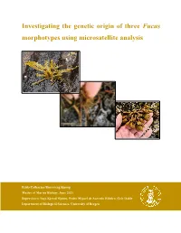 Investigating the Genetic Origin of Three Fucus Morphotypes Using Microsatellite Analysis