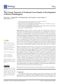 The Genetic Network of Forkhead Gene Family in Development of Brown Planthoppers