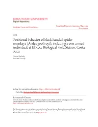 Positional Behavior of Black-Handed Spider Monkeys (Ateles Geoffroyi