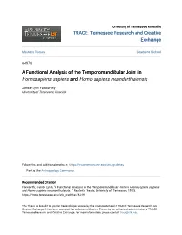 A Functional Analysis of the Temporomandibular Joint in Homosapiens Sapiens and Homo Sapiens Neanderthalensis
