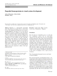 Engrailed Homeoproteins in Visual System Development