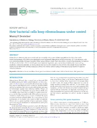 How Bacterial Cells Keep Ribonucleases Under Control Murray P