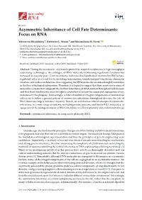 Asymmetric Inheritance of Cell Fate Determinants: Focus on RNA