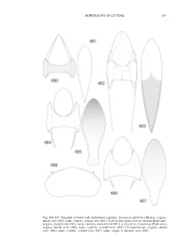 Morphology of Lycidae with Some Considerations On