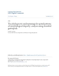 The Phylogenetic Underpinnings for Spatial Patterns of Morphological Disparity: Analyses Using Strombid Gastropods Jared M