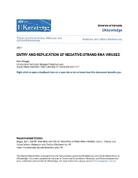 Entry and Replication of Negative-Strand Rna Viruses