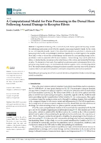 A Computational Model for Pain Processing in the Dorsal Horn Following Axonal Damage to Receptor Fibers