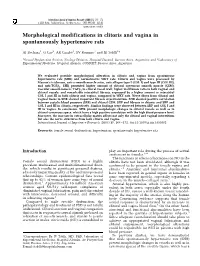 Morphological Modifications in Clitoris and Vagina in Spontaneously Hypertensive Rats