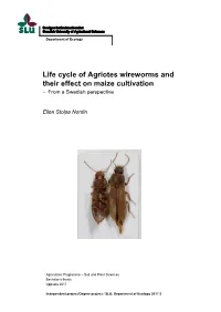 Life Cycle of Agriotes Wireworms and Their Effect on Maize Cultivation – from a Swedish Perspective