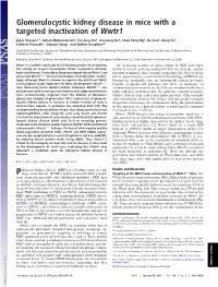 Glomerulocystic Kidney Disease in Mice with a Targeted Inactivation of Wwtr1