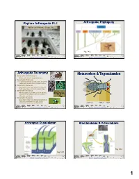Metamerism & Tagmatization