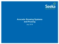 Avocado Growing Systems and Pruning July 2018 the Avocado Tree Characteristics of Hass Trees