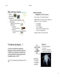 Crustacean Phylogeny…? Nauplius • First Larva Stage of Most “It Can Be Concluded That Crustacean Crustaceans