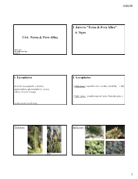 L14 Ferns & Allies (Lecture Slides)