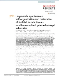 Large-Scale Spontaneous Self-Organization and Maturation Of