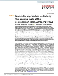 Molecular Approaches Underlying the Oogenic Cycle of the Scleractinian