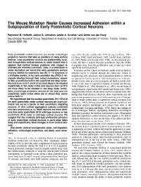 The Mouse Mutation Reeler Causes Increased Adhesion Within a Subpopulation of Early Postmitotic Cortical Neurons