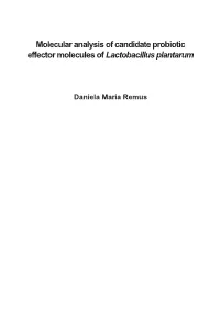 Molecular Analysis of Candidate Probiotic Effector Molecules of Lactobacillus Plantarum