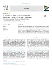 A Mechanism for Spatial Perception on Human Skin