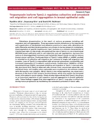 Tropomyosin Isoform Tpm2.1 Regulates Collective and Amoeboid Cell Migration and Cell Aggregation in Breast Epithelial Cells