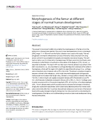 Morphogenesis of the Femur at Different Stages of Normal Human Development