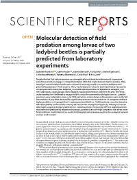 Molecular Detection of Field Predation Among Larvae of Two Ladybird Beetles Is Partially Predicted from Laboratory Experiments
