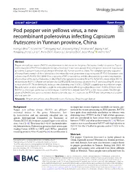 Pod Pepper Vein Yellows Virus, a New Recombinant Polerovirus Infecting