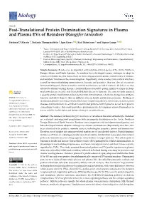 Post-Translational Protein Deimination Signatures in Plasma and Plasma Evs of Reindeer (Rangifer Tarandus)