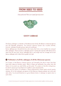 Savoy Cabbage