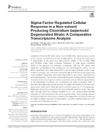 Sigma Factor Regulated Cellular Response in a Non-Solvent Producing Clostridium Beijerinckii Degenerated Strain: a Comparative Transcriptome Analysis