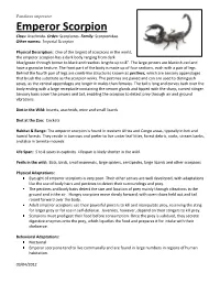 Emperor Scorpion Class: Arachnida