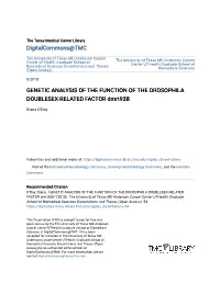 GENETIC ANALYSIS of the FUNCTION of the DROSOPHILA DOUBLESEX-RELATED FACTOR Dmrt93b
