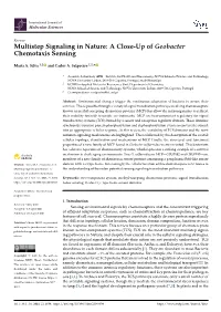 Multistep Signaling in Nature: a Close-Up of Geobacter Chemotaxis Sensing