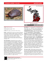 Clemmys Guttata Schneider Spotted Turtle