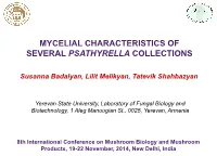 Mycelial Characteristics of Several Psathyrella Collections