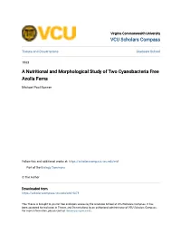 A Nutritional and Morphological Study of Two Cyanobacteria Free Azolla Ferns