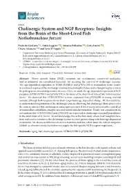 Cholinergic System and NGF Receptors: Insights from the Brain of the Short-Lived Fish Nothobranchius Furzeri