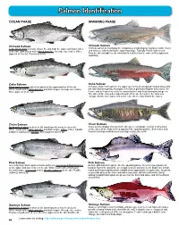 Salmon Identification