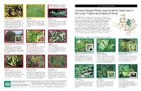 Common Browse Plants Used by White-Tailed Deer in the Cross Timbers and Prairies of Texas