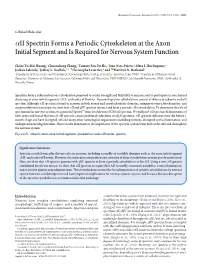 Αii Spectrin Forms a Periodic Cytoskeleton at the Axon Initial