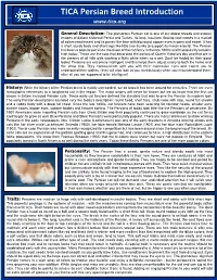 TICA Persian Breed Introduction