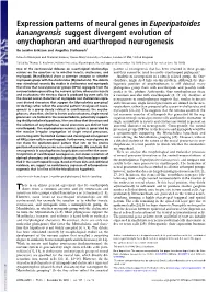 Expression Patterns of Neural Genes in Euperipatoides Kanangrensis Suggest Divergent Evolution of Onychophoran and Euarthropod Neurogenesis