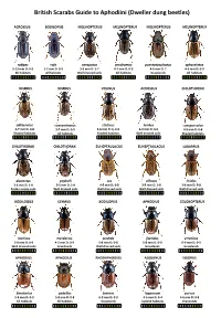 British Scarabs Guide to Aphodiini (Dweller Dung Beetles)