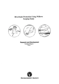 Riverbank Protection Using Willows Scoping Study